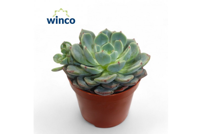 Echeveria Echeveria Sitifukumiama1 bl. 