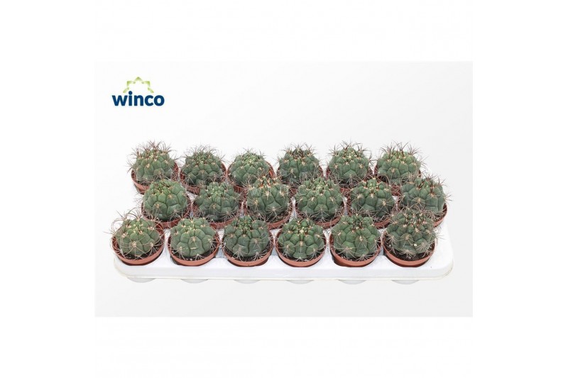 Gymnocalycium saglionis Gymnocalycium Saglyonis 