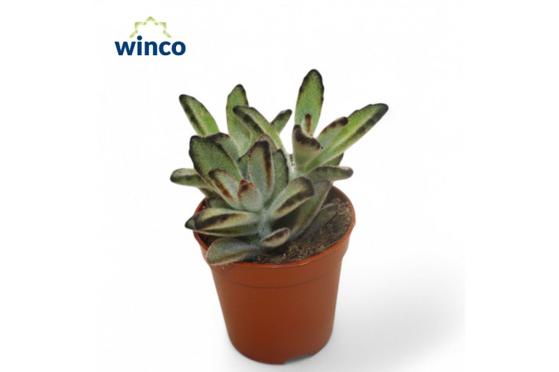 Kalanchoe tomentosa Kalanchoe Tomentosa Nigraoverig pp 