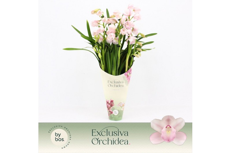 Cymbidium Cymbidium, Pink Bell 5-spike Exclusiva Orchidea Potcover 5 t 