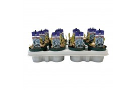 Muscari early bird Muscari Early Bird pot vol per pot