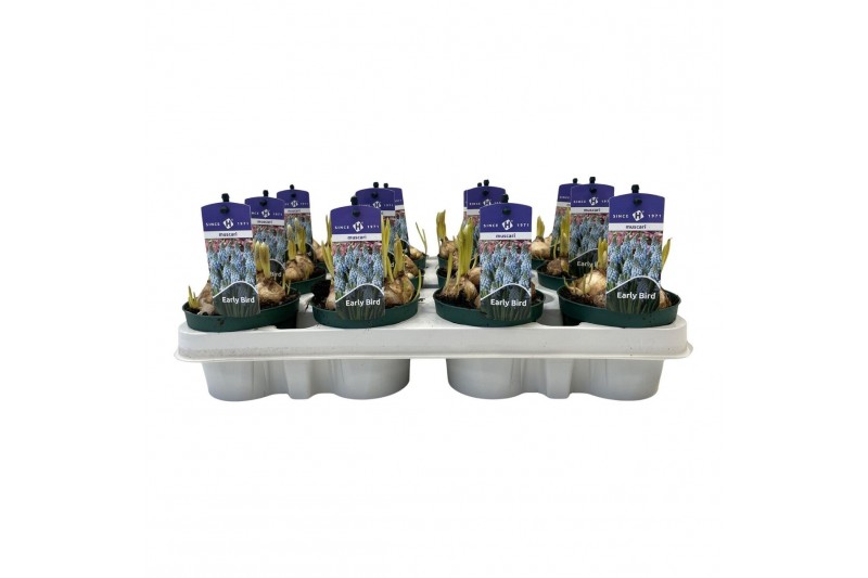 Muscari early bird Muscari Early Bird pot vol per pot 