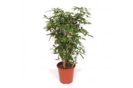 Schefflera arboricola compacta Schefflera arboricola Compacta1 pp