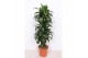 Dracaena dorado compacta Dracaena Dorado12 pp 