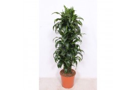 Dracaena dorado compacta Dracaena Dorado12 pp