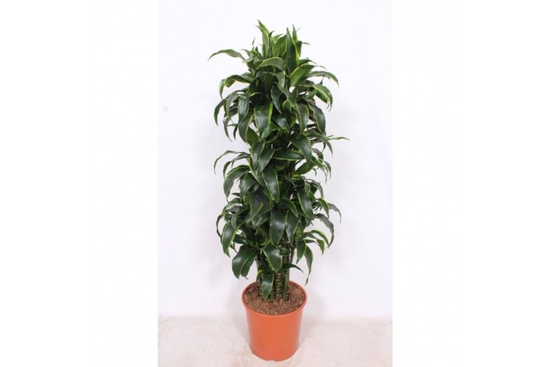 Dracaena dorado compacta Dracaena Dorado12 pp 