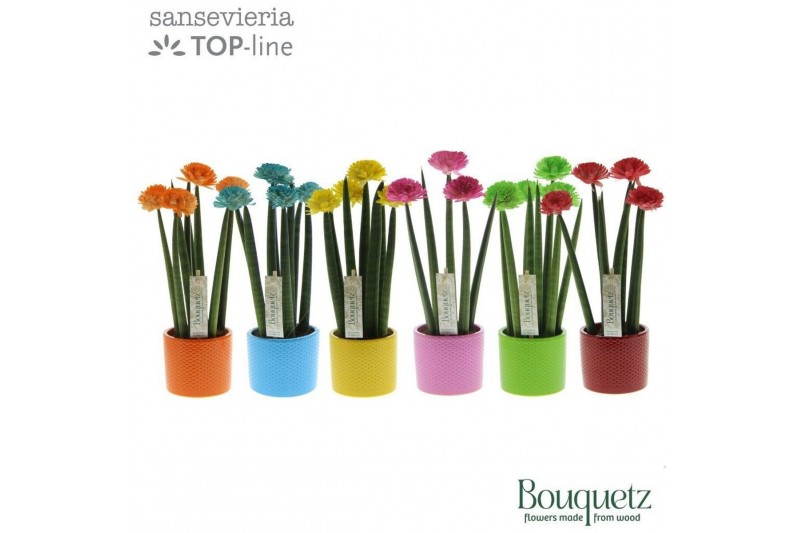 Sansevieria cylindrica Sansevieria TOP-line Bouquetz Mix in Dots keram 