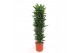 Dracaena frag. der. janet lind Dracaena Janet Lind15 pp 
