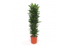 Dracaena frag. der. janet lind Dracaena Janet Lind15 pp