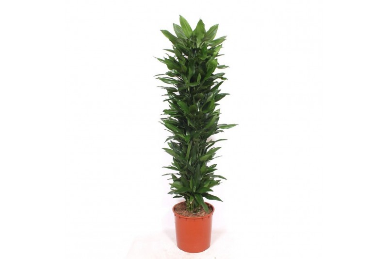 Dracaena frag. der. janet lind Dracaena Janet Lind15 pp 