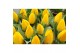 Tulipa Tulp Yellow Flair 5 per pot 