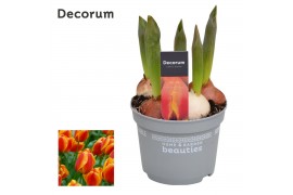 Tulipa flair Tulp Flair 5 per pot