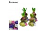 Arrangementen hyacinthus Hyacinth in Glass HL32080 [SPECIAL] 1 pp 30 b
