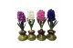 Arrangementen hyacinthus Hyacinth in Glass HL32080 [SPECIAL] 1 pp 30 b 