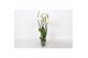 Phalaenopsis anthura madrid Phalaenopsis White, 5-spike 30+bl.  tak/pl 