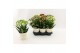 Kalanchoe Sunny mix Kalanchoe Sunny mix in tray1 pp 