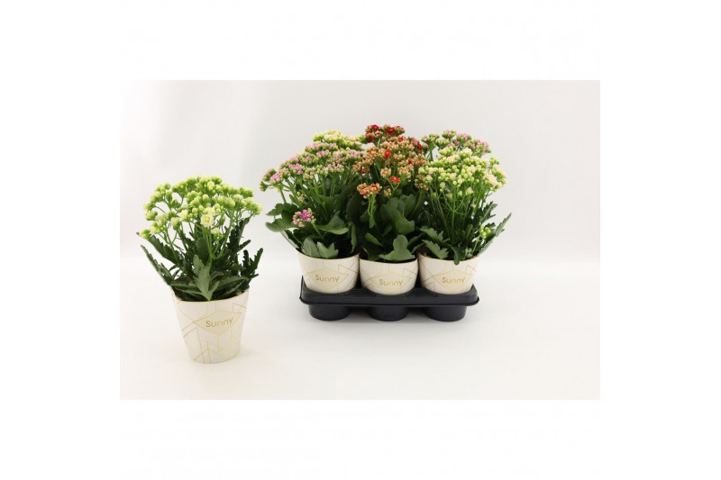 Kalanchoe Sunny mix Kalanchoe Sunny mix in tray1 pp 