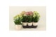 Kalanchoe Sunny mix Kalanchoe Sunny mix in tray1 pp 