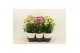 Kalanchoe Sunny mix Kalanchoe Sunny mix in tray1 pp 