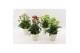 Kalanchoe Sunny mix Kalanchoe Sunny mix in tray1 pp 