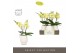 Phalaenopsis geel Tablo Limoncello 2 spike in Abruzzo White Aquo 25 bl 