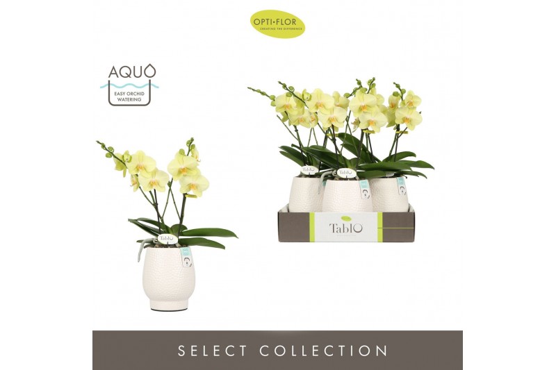 Phalaenopsis geel Tablo Limoncello 2 spike in Abruzzo White Aquo 25 bl 