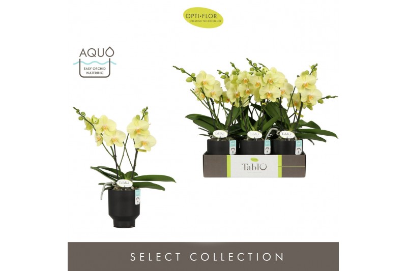Phalaenopsis geel Tablo Limoncello 2 spike in Emilia Brown Aquo 25 bl. 