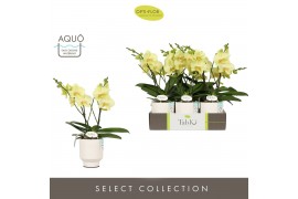 Phalaenopsis geel Tablo Limoncello 2 spike in Emilia White Aquo 25 bl.
