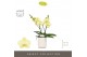 Phalaenopsis geel Tablo Limoncello 2 spike in Molise White Aquo 25 bl. 