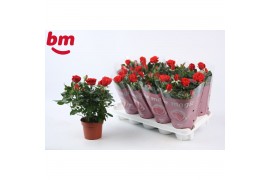 Rosa beau monde red Rosa Red Beau Monde (12 cm)5 bl.