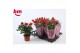 Rosa beau monde red Rosa Red Beau Monde (12 cm)5 bl. 