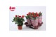 Rosa beau monde red Rosa Red Beau Monde (12 cm)5 bl. 