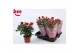 Rosa beau monde red Rosa Red Beau Monde (12 cm)5 bl. 