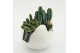 Arrangementen cactus CTCR-2612 Cactus Essentials 3 pp 