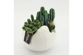 Arrangementen cactus CTCR-2612 Cactus Essentials 3 pp