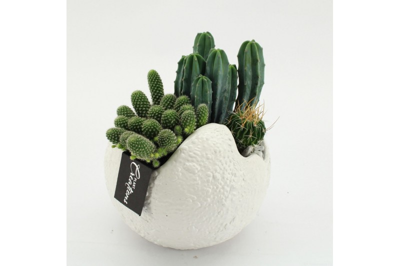 Arrangementen cactus CTCR-2612 Cactus Essentials 3 pp 
