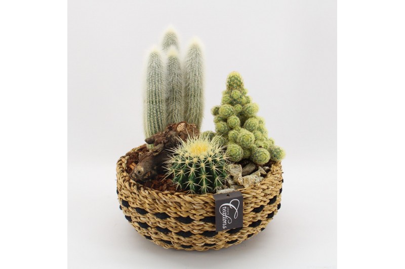 Arrangementen cactus CTCR-2616 Cactus Essentials 3 pp 