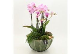 Phalaenopsis LICR-2611RZ Limited Edition Phalaenopsis 4 pp