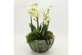 Phalaenopsis LICR-2611W Limited Edition Phalaenopsis 4 pp