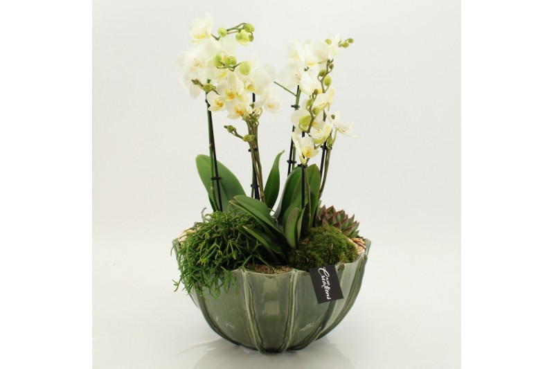 Phalaenopsis LICR-2611W Limited Edition Phalaenopsis 4 pp 