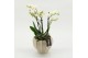Phalaenopsis PHAL-2609 Phalaenopsis creatie 2 pp 