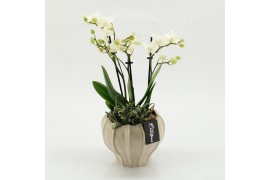 Phalaenopsis PHAL-2609 Phalaenopsis creatie 2 pp