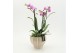 Phalaenopsis PHAL-2609RZ Phalaenopsis creatie 2 pp 