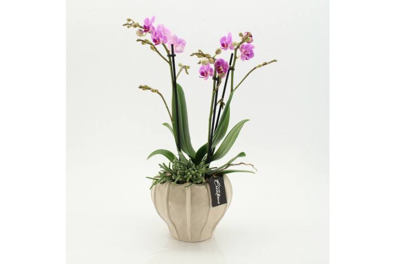 Phalaenopsis PHAL-2609RZ Phalaenopsis creatie 2 pp 