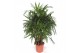Rhapis excelsa Rhapis excelsa12 pp 