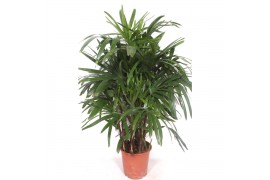 Rhapis excelsa Rhapis excelsa12 pp