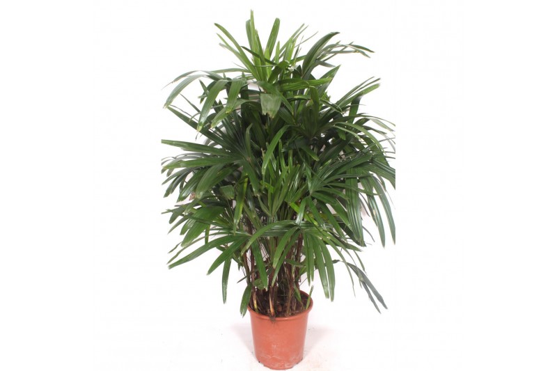 Rhapis excelsa Rhapis excelsa12 pp 