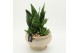 Arrangementen Sansevieria  SUCR-2631 Succulent Essentials 3 pp 