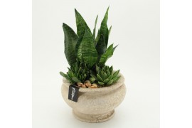Arrangementen Sansevieria  SUCR-2631 Succulent Essentials 3 pp