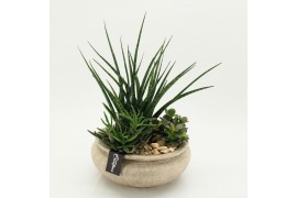 Arrangementen Sansevieria  SUCR-2630 Succulent Essentials 3 pp